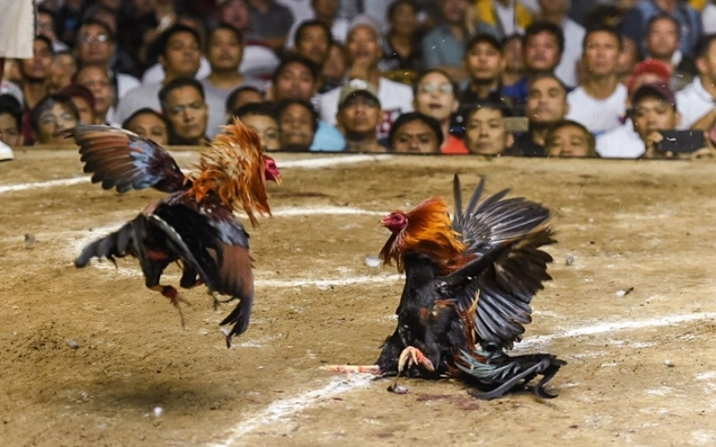 Cách xem trực tiếp các trận đấu gà kịch tính độ nét cao